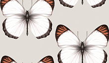 Обои с бабочками Andrea Rossi Sheradi 54401-3