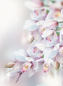 Фотообои орхидея Divino Decor Фотопанно 2-х полосные P-068